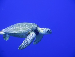 1 Green Sea Turtle IMG 3619